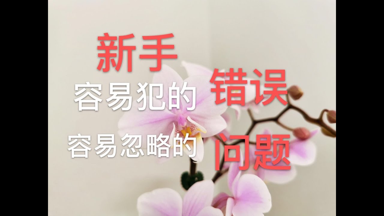 【19081】（新手入门）蝴蝶兰新手最容易犯的错误，及最容易忽略的问题 【 静姐说花90】有字幕