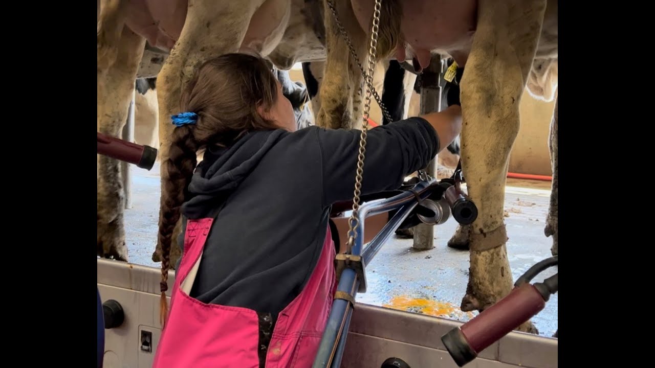 September Rounds  bucket milking
