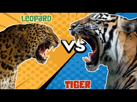 🐆 Snow Leopard vs 🐅 Siberian Tiger: See Who Wins