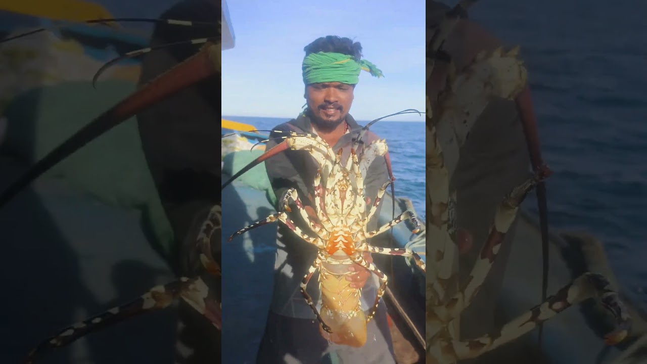 சிங்கி இறால் EXPENSIVE sea food  #fishing #shorts #rivercrab #fish #food #tamil #beach #fishfood