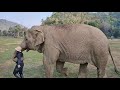 Lek try to lullaby for elephant Thong Ae and Elephant Faa Mai - Eleflix