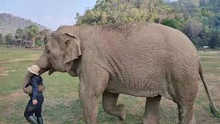 Lek try to lullaby for elephant Thong Ae and Elephant Faa Mai - Eleflix