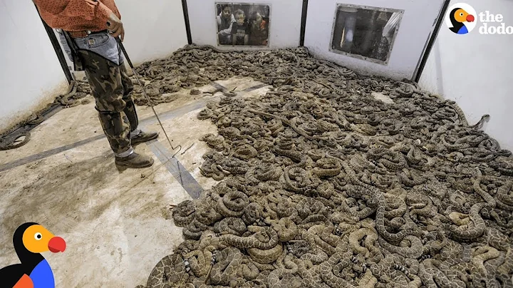 Cruel Rattlesnakes Contests Round Them Up And Kill Them | The Dodo - DayDayNews