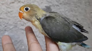 Lovebird Chick - Parblue Euwing from Euwing Mauve Opaline &amp; Parblue Turquoise Fischer