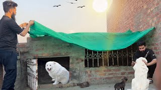 Dog House Mein Ab Dhup Nahin Aaegi 😍 pets vlog
