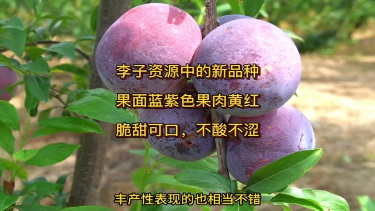 李子资源中的新品种,成熟期6月下旬。果形端正,果个大,果面有果粉为蓝色,擦去果粉为亮紫色,果肉黄里透红,脆甜可口,不酸不涩。 - YouTube