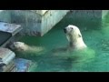 Baffin the polar bear and her cub Momo play together at Tennoji Zoo, Osaka, Japan