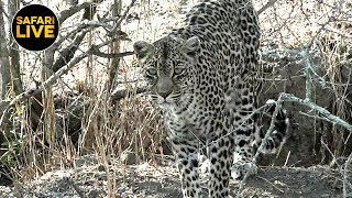 safariLIVE - Sunrise Safari - October 13, 2019