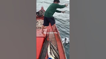 Câu cá bóp theo ghe