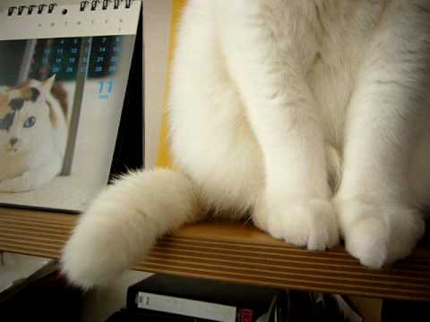 しっぽで催眠術をかける猫