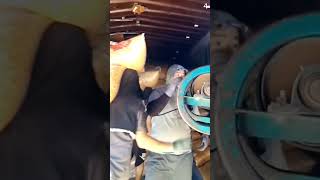 Skill tingkat dewa mengepak hasil panen dengan tangan kosong #shorts