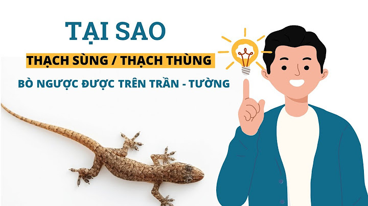 Tại sao thạch sùng kêu trong đêm là điềm gì năm 2024