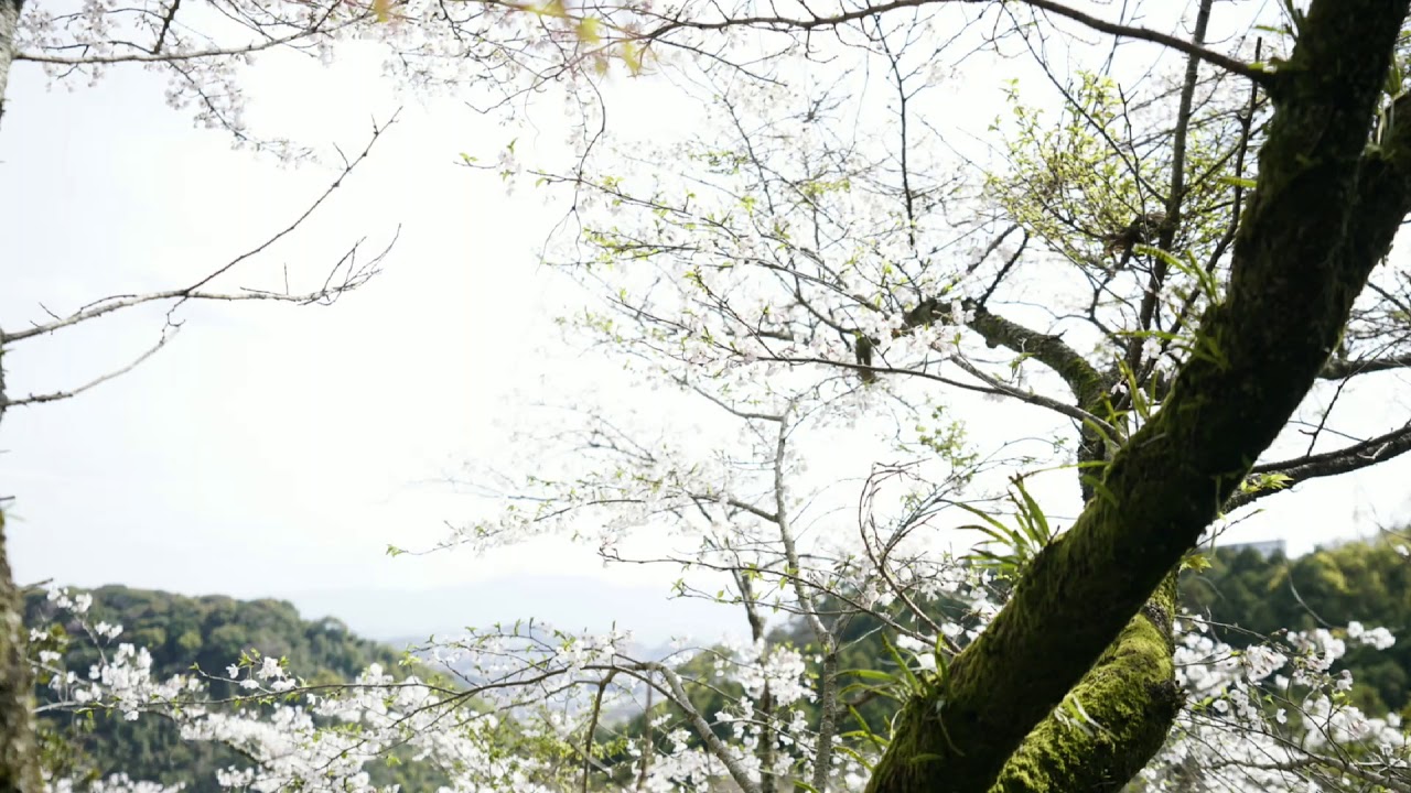 飯塚市八木山の桜 Youtube