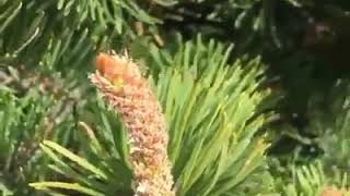 มีของดีแถววปายๆ(sd)