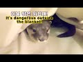 수달, 이불 밖은 위험해!/The Otters, It&#39;s dangerous outside the blanket!