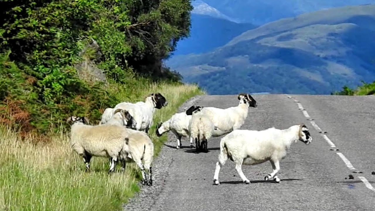 A Drive to Drimnin By The Sound of Mull
