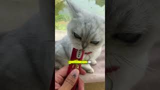 Gatinha parecia ter comido uma cigarra 😹