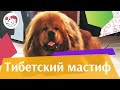 Тибетский мастиф на ilikepet. Особенности породы, уход