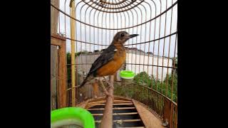 Anis merah belajar plong usia 2,5 bulan ring black Crew