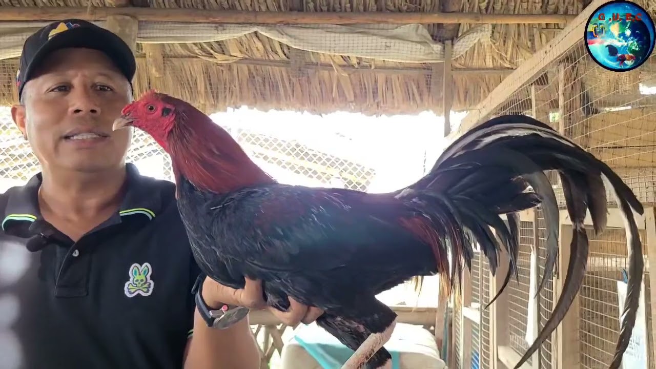 Desde Cali Colombia El Peñón de Fabio Rodriguez conoce sus líneas