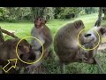 monkey find lice, Monkey eating lice, Monkey find love