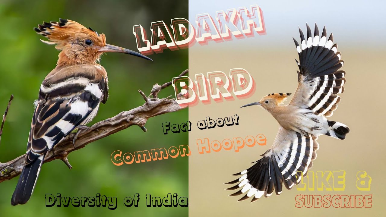 Hoopoe Sound Common Hoopoe Facts & Sound/call The Bird Of Ladakh By ...