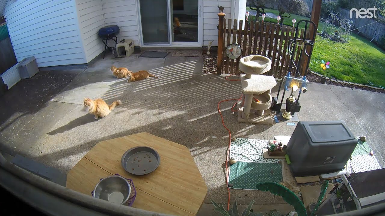 cat condo 2 mod apk M3FC 0575 Our sweet gingees enjoying some sunshine!
