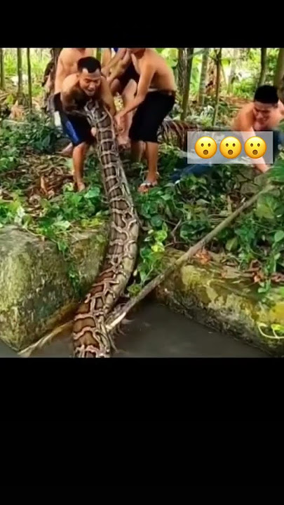 DAMBUHALANG AHAS😮