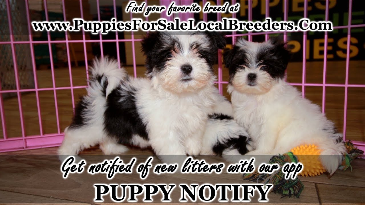 MORKIE PUPPIES FOR SALE, LOCAL BREEDERS, COUNTY, GA