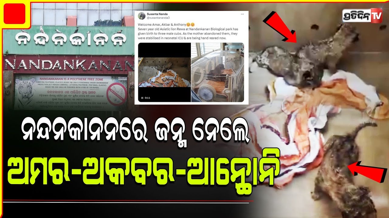 ଜନ୍ମଦେଇ ଭୁଲିଗଲା ମା, ନନ୍ଦନକାନନ ରେ ଏକୁଟିଆ ଅମର ଆକବର ଓ ଏନ୍ଥୋନି! Lioness Rewa Gives Birth to 3 Male Cubs