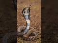 "Most Dangerous Animals? The Truth Will Shock You!"#shockingfacts#wlidlife