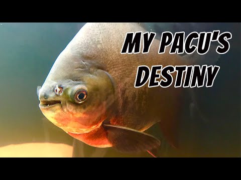 Red Belly Pacu - Growth, Feeding, Petting and Ultimate Fate! (Piaractus brachypomus)