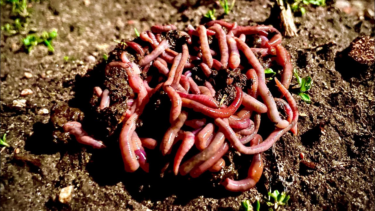 Черви весной. Добываем дождевого червя. Брюхорксничные черви черви. Откуда появляются червяки.