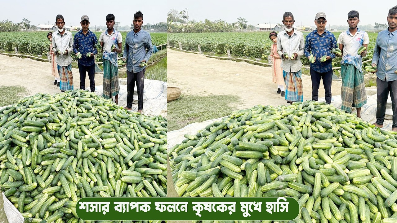 শসা চাষে ব্যাপক ফলনে কৃষকের মুখে হাসি #MdJahangirAlamSelim