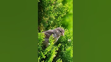 HOUSE SPARROW FLEDGLING #SHORTS