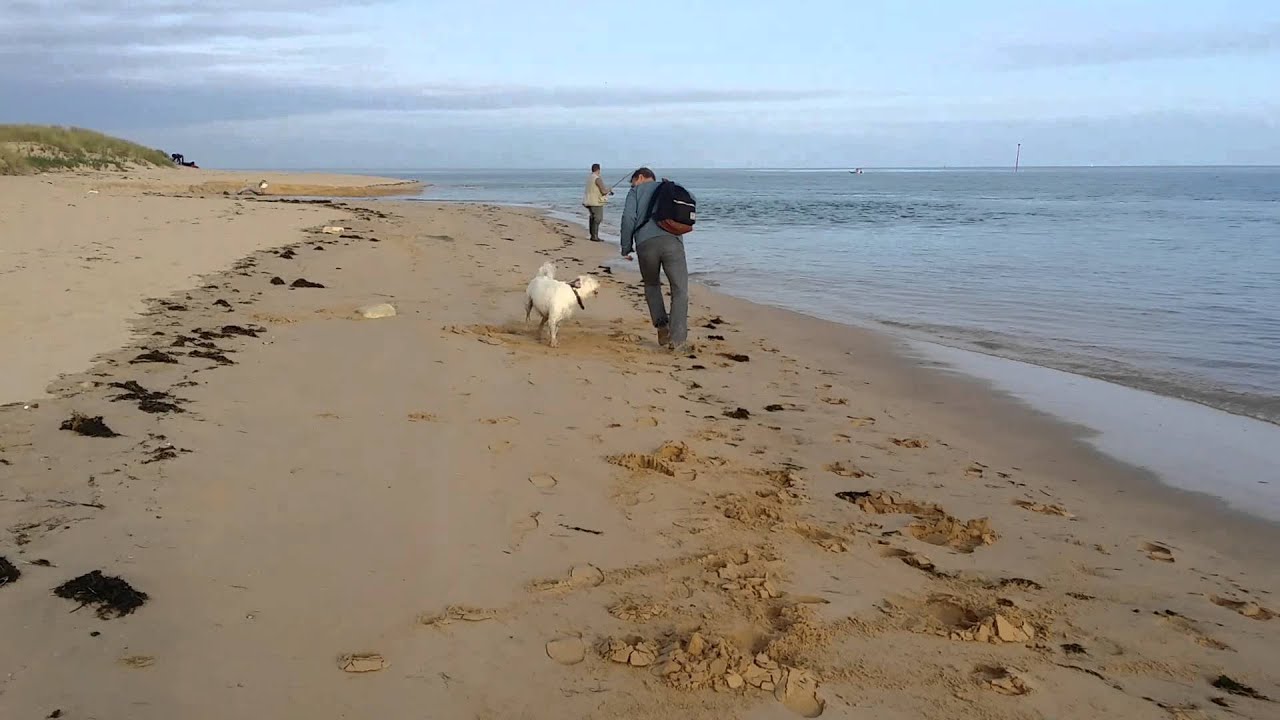 2015 11 12 Oscar Sur La Plage De La Patache à Lile De Ré