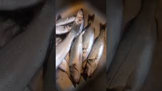 صيد سمك  القروص بتع السناره الطعم جمبري حي 