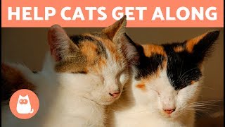 Welcome to this animalwised video, where we are discussing the
peaceful coexistence of two cats. it’s not always easiest task and
something which can cau...