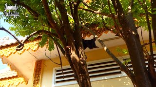Poor black kitten is on the tree