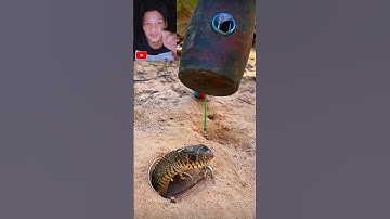 đặt bẫy rắn độc lạ bình dương bằng cái búa to đùng cả nhà ơi