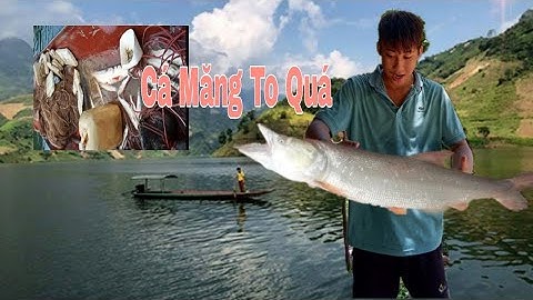 Thánh Đánh Lưới Bắt Được Cá Măng Khủng Tại Sông Đà Phù Yên Sơn la