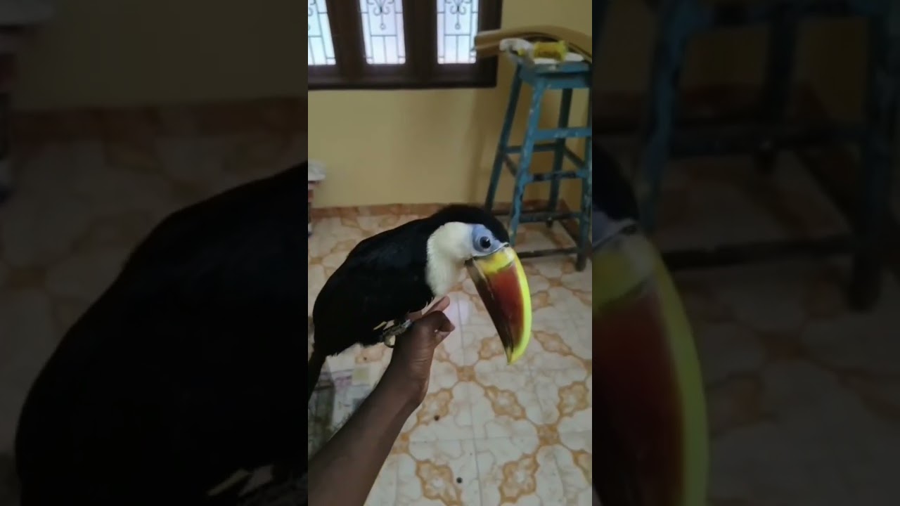 cute cuties #love #trendingshorts #pets