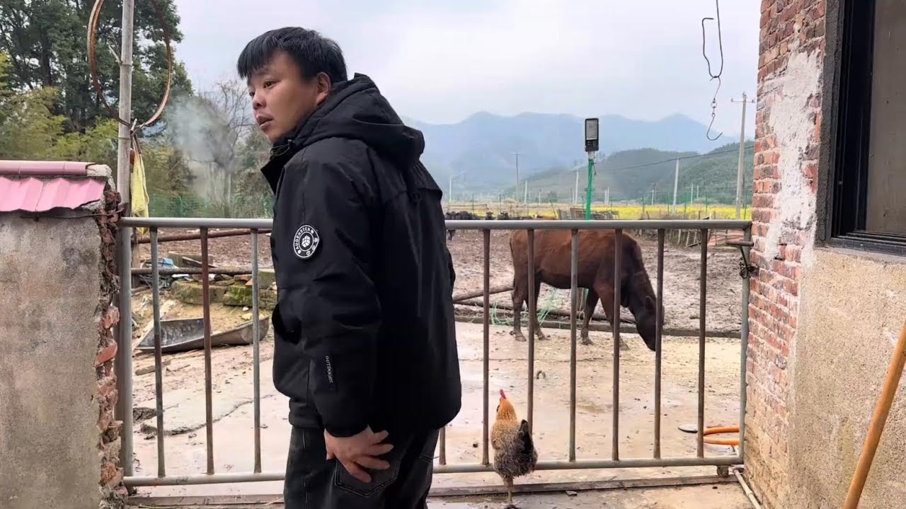 关了几个月的牛闻到外面的青草味，又要开始放牛模式了。 #原生态乡村生活 #原生态乡村生活味道 #农村生活 #放牛娃的日常