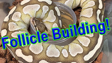 Signs of Follicle Building