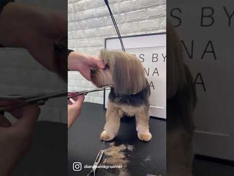 Video: Gör Yorkshire Terriers gör stora husdjur?