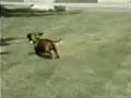 Rusty the Narcoleptic dog