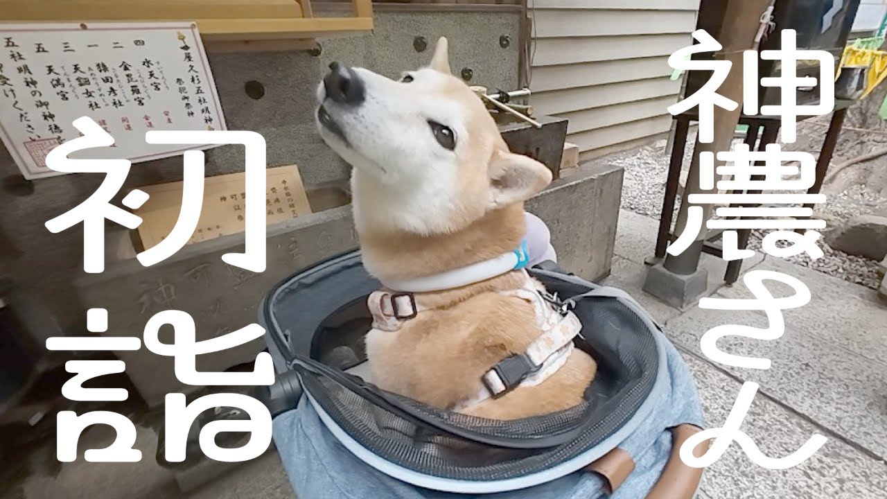 柴犬エメ、道修町の神農さん（少彦名神社）に初詣
