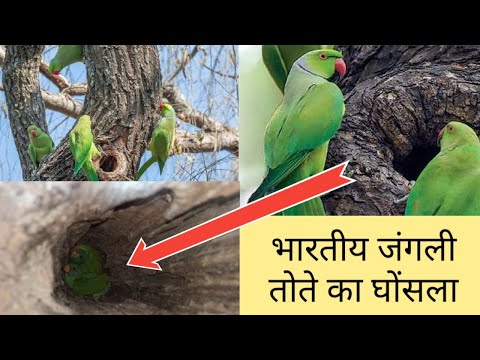 वीडियो: पीले रंग के तोते का घोंसला कहाँ बनाते हैं?