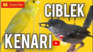 Suara KENARI Gacor CIBLEK semi gacor Masteran burung Kacer Murai batu cucak hijau