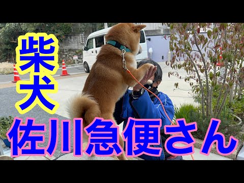 佐川急便さん大好き柴犬